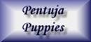 pentuja