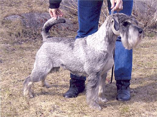 http://personal.inet.fi/yhdistys/snautseri-pinseri/ella1.jpg
