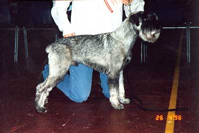 The image �http://kotisivu.dnainternet.fi/nelpal/ferdinan/kuvat/koirat/400/reetu74_400.jpg� cannot be displayed, because it contains errors.