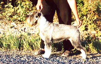 The image �http://kotisivu.dnainternet.fi/nelpal/ferdinan/kuvat/koirat/400/pimu96_400.jpg� cannot be displayed, because it contains errors.