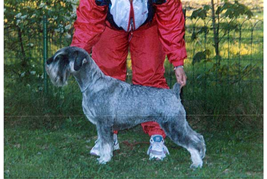 The image �http://kotisivu.dnainternet.fi/nelpal/ferdinan/kuvat/koirat/600/tara2_600.jpg� cannot be displayed, because it contains errors.