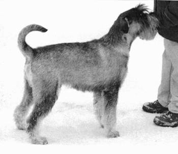 rufus pr
