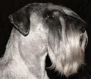 image017