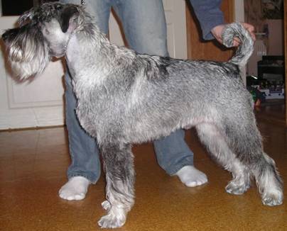 Luca022006pr l�h