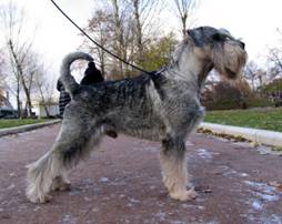 rockfeller-schnauzer pr.jpg