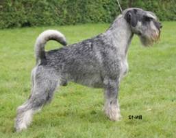 Caudatus-Zeus4-300x235.jpg