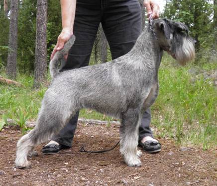 Jalabert-pup.jpg