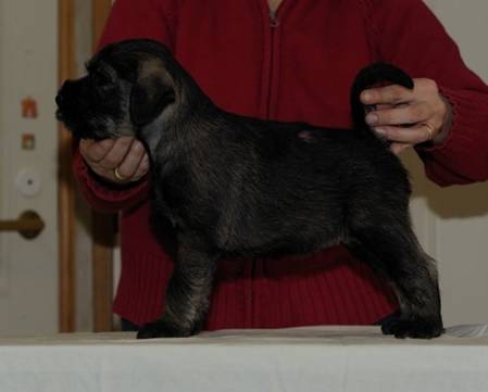 ferdinan