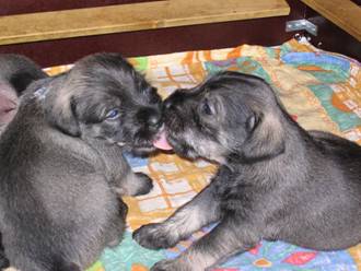 20022005 ones kiss_amt